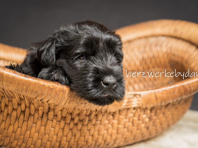 Frau Weiß nach 30 Tagen